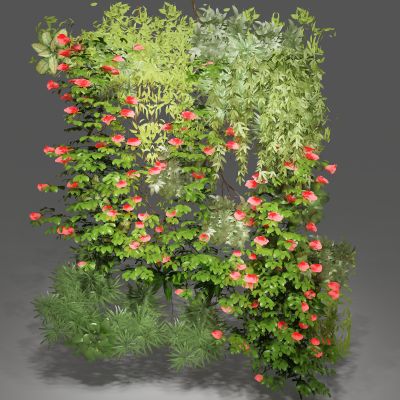 植物，绿植墙，藤蔓