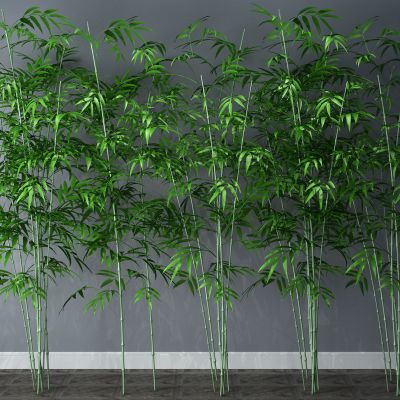 植物，竹子，竹