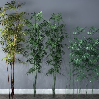 植物，竹子，竹