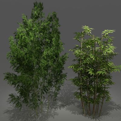 植物，竹，竹子