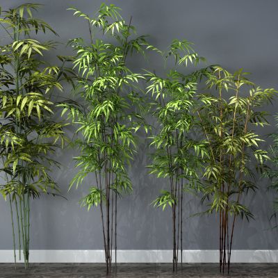 植物，竹子，竹