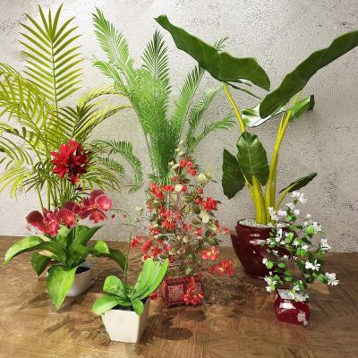 现代绿色植物盆栽组合