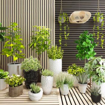 现代绿色植物盆栽组合
