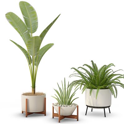 现代植物盆栽