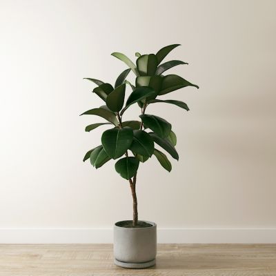 北欧室内植物盆栽