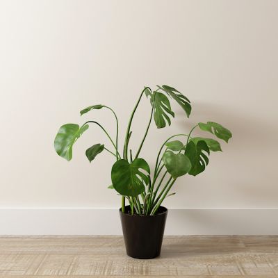 北欧室内植物盆栽