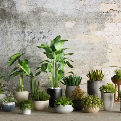 现代植物盆栽组合