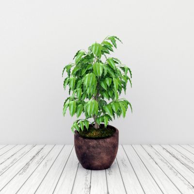 现代盆栽植物