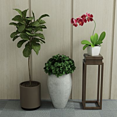  植物 盆栽 绿植 花