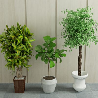 植物 盆栽 绿植 花