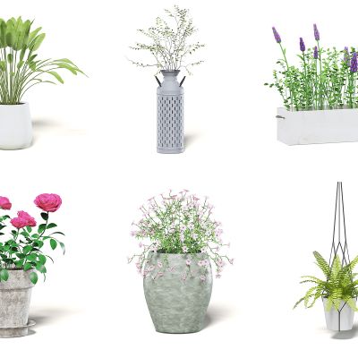 现代室内盆栽植物