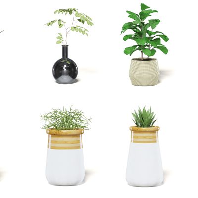 现代室内盆栽植物