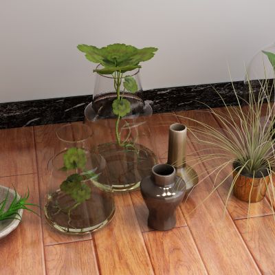 现代水生植物花瓶草