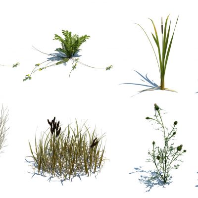 灌木花草，草堆，花朵，草地，草丛，杂草