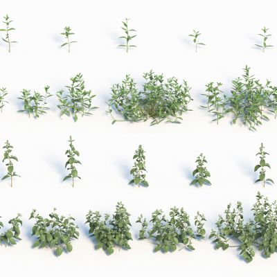 灌木花草，草堆，花朵，草地，草丛，杂草