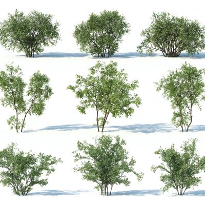 灌木，树木，园林植物，景观植物，人工修剪植物，灌木树