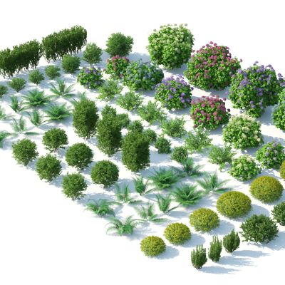 灌木，花草，园林植物，景观植物，花卉，灌木花草