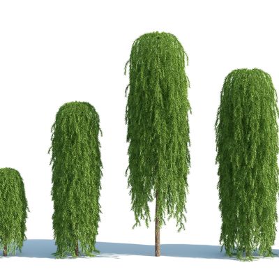 灌木，树木，园林植物，景观植物，人工修剪植物，灌木树