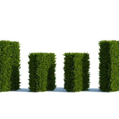 灌木，树木，园林植物，景观植物，人工修剪植物，灌木树