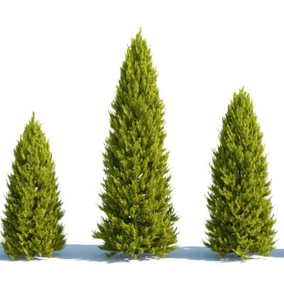 灌木，树木，园林植物，景观植物，人工修剪植物，灌木树