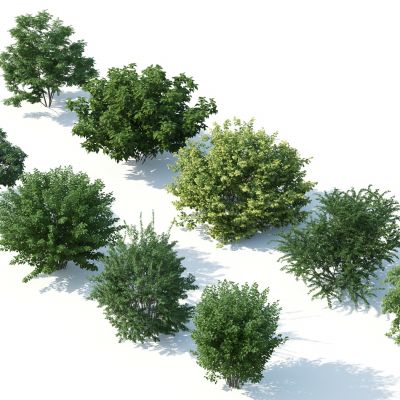 灌木，花园植物，园林植物，园林灌木，灌木花草