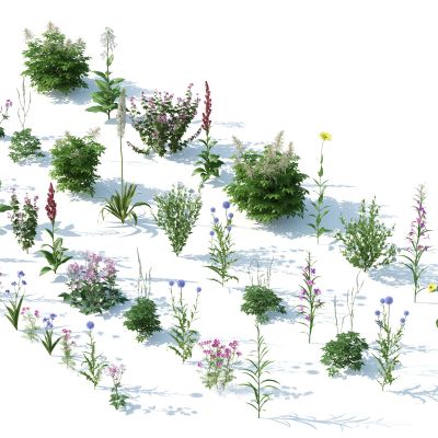 灌木，花草，园林植物，景观植物，花卉，灌木花草