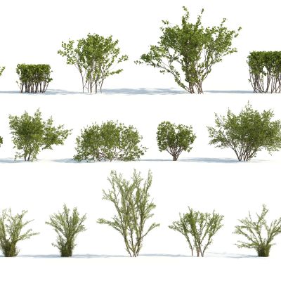 灌木，树木，园林植物，景观植物，人工修剪植物，灌木树