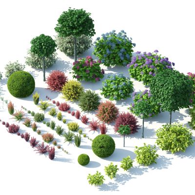 灌木，花草，园林植物，景观植物，花卉，灌木花草