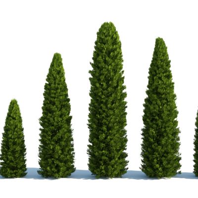 灌木，树木，园林植物，景观植物，人工修剪植物，灌木树