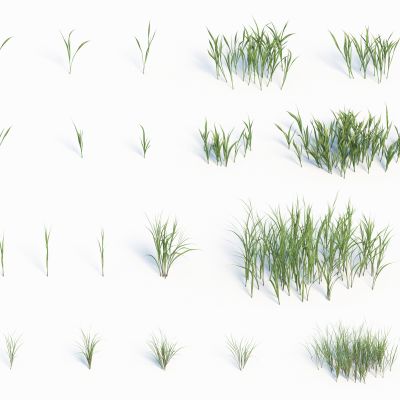 灌木花草，草堆，花朵，草地，草丛，杂草