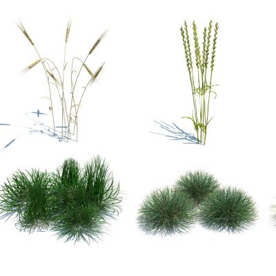 灌木花草，草堆，花朵，草地，草丛，杂草