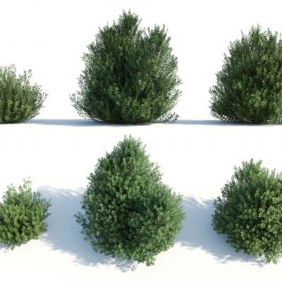 灌木，花草，园林植物，景观植物，人工修剪植物