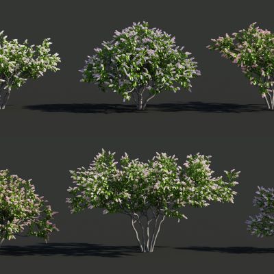 灌木，树木，园林植物，景观植物，花树，白花树，红花树