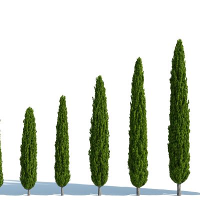 灌木，树木，园林植物，景观植物，人工修剪植物，灌木树