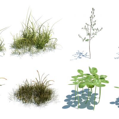 灌木花草，草堆，花朵，草地，草丛，杂草