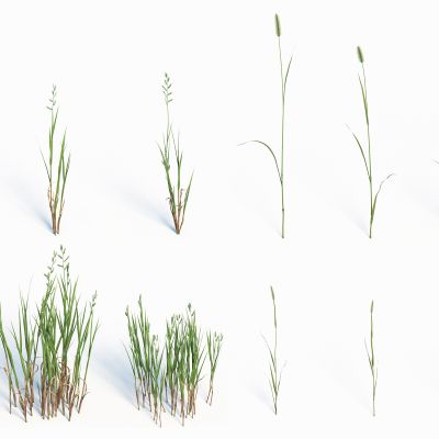 灌木花草，草堆，花朵，草地，草丛，杂草