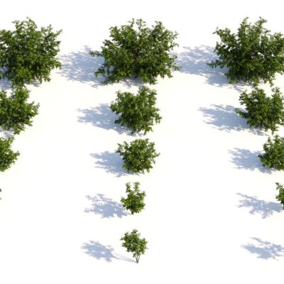 灌木，花园植物，园林植物，园林灌木，灌木花草