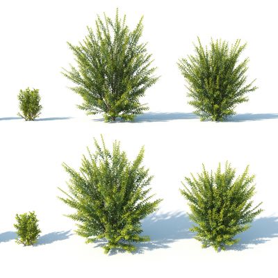 灌木，树木，园林植物，景观植物，人工修剪植物，灌木树