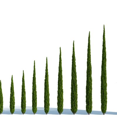 灌木，树木，园林植物，景观植物，人工修剪植物，灌木树