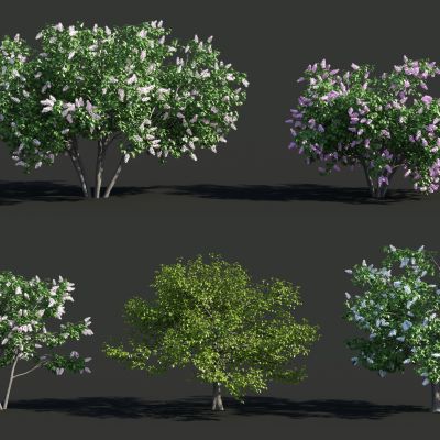 灌木，树木，园林植物，景观植物，花树，白花树，红花树