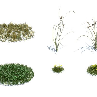 灌木花草，草堆，花朵，草地，草丛，杂草