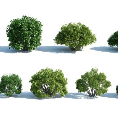 灌木，树木，园林植物，景观植物，人工修剪植物，灌木树