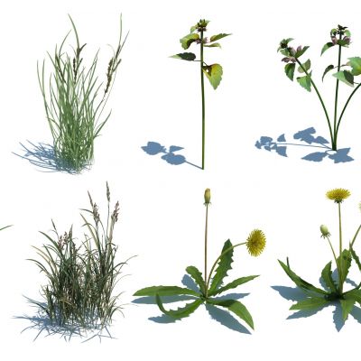 灌木花草，草堆，花朵，草地，草丛，杂草