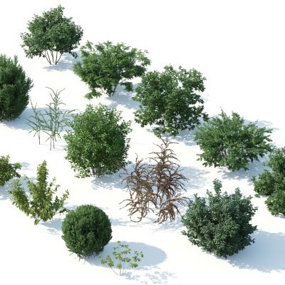 灌木，花园植物，园林植物，园林灌木，灌木花草