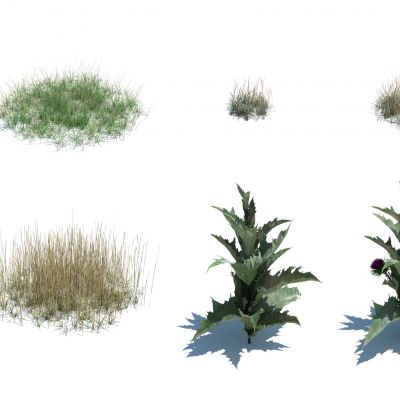 灌木花草，草堆，花朵，草地，草丛，杂草