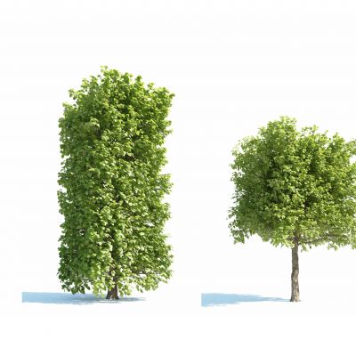 灌木，树木，园林植物，景观植物，人工修剪植物，灌木树