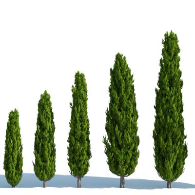 灌木，树木，园林植物，景观植物，人工修剪植物，灌木树