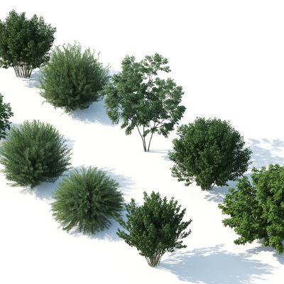 灌木，花园植物，园林植物，园林灌木，灌木花草