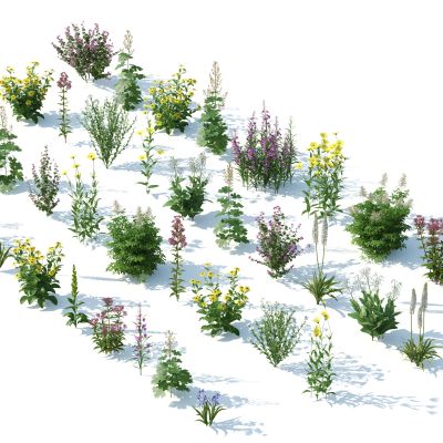 灌木，花草，园林植物，景观植物，花卉，灌木花草