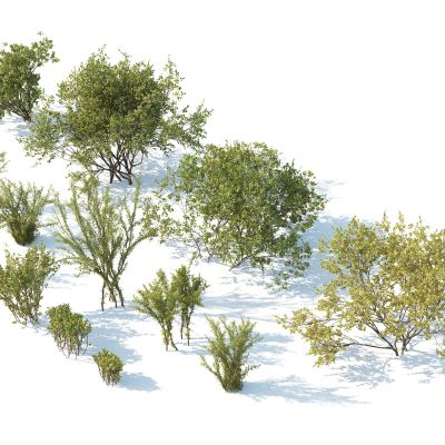 灌木，花草，园林植物，景观植物，花卉，灌木花草